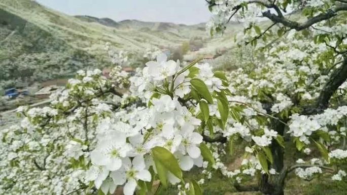 nanguo pear blossom in Hai Cheng nanguo pear trees in blossom for one week only