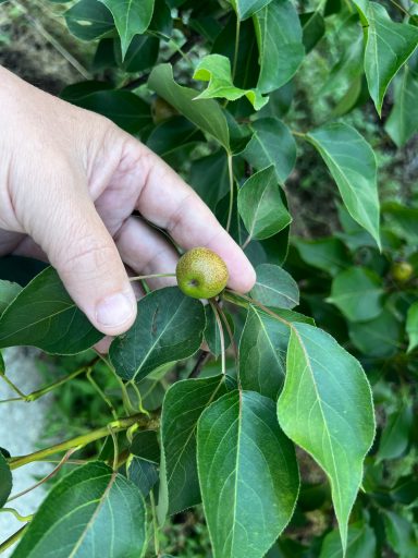 nanguo trees begin to bare fruit small nanguo pear fruit